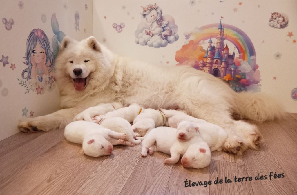 chiot Samoyède De La Terre Des Fées