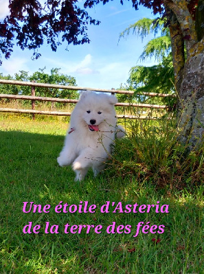 Une étoile d'asteria 