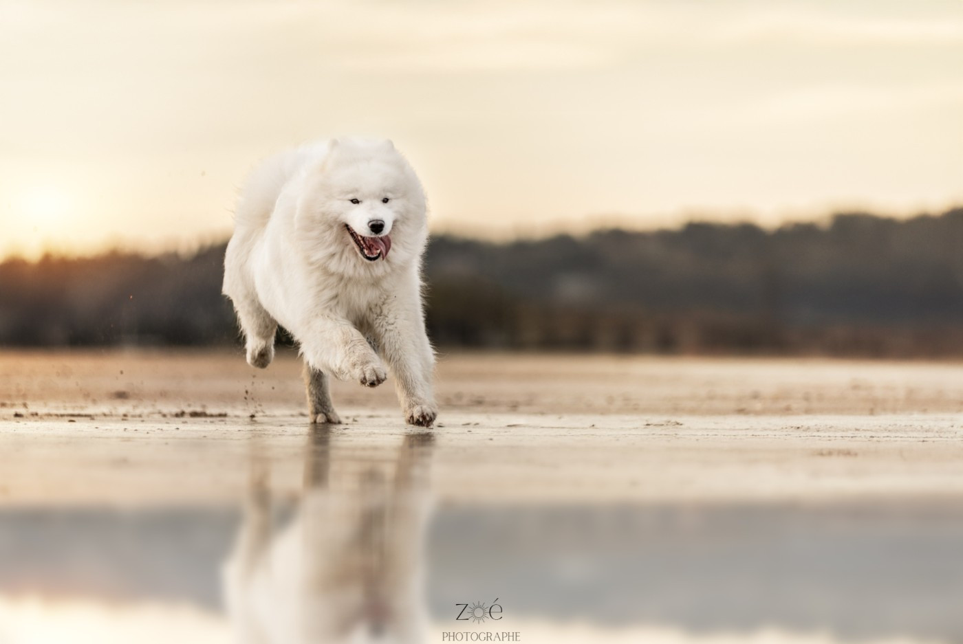 CH. Ursula De La Terre Des Fées