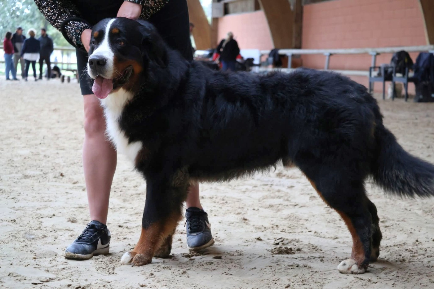 Ulysse De La Terre Des Fées