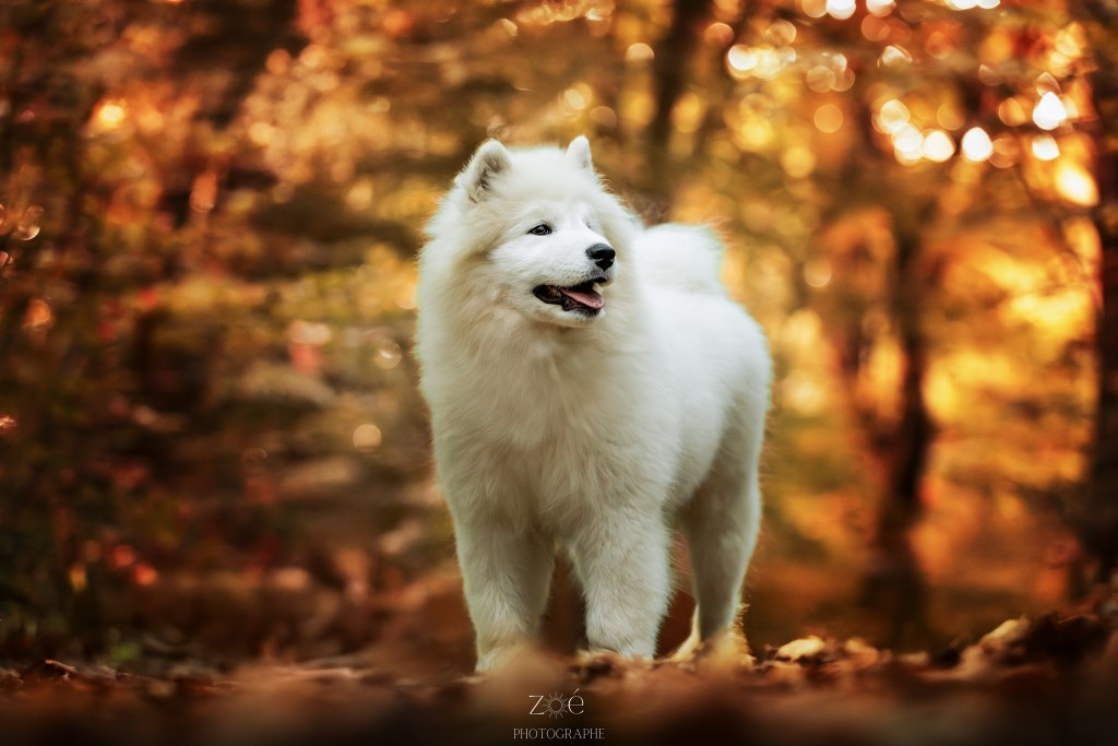 Atlantica angel De La Terre Des Fées