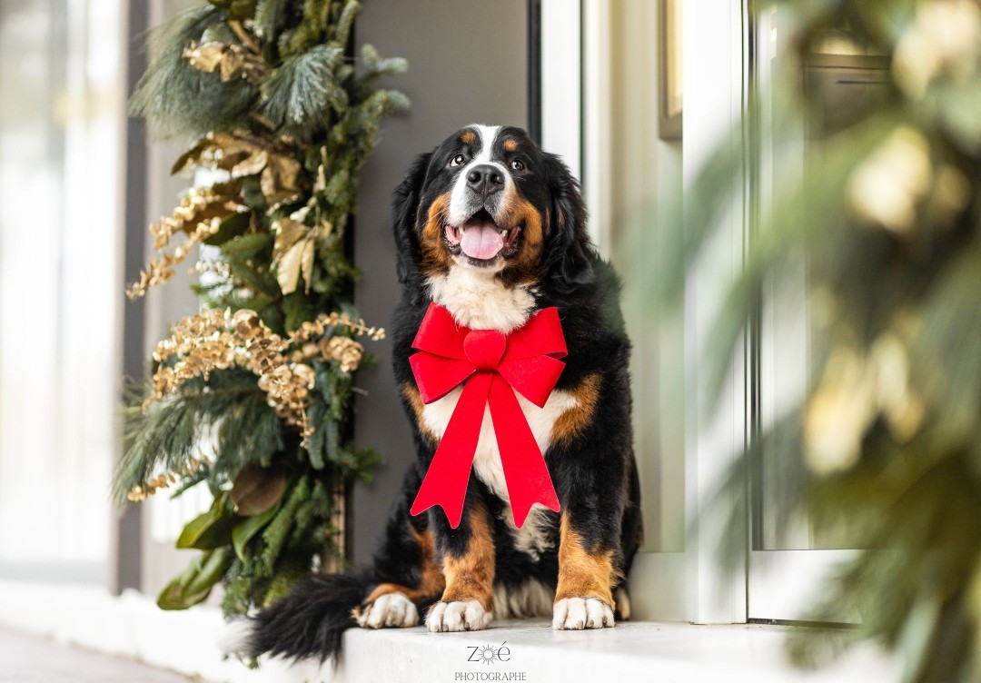 Vitani De La Terre Des Fées