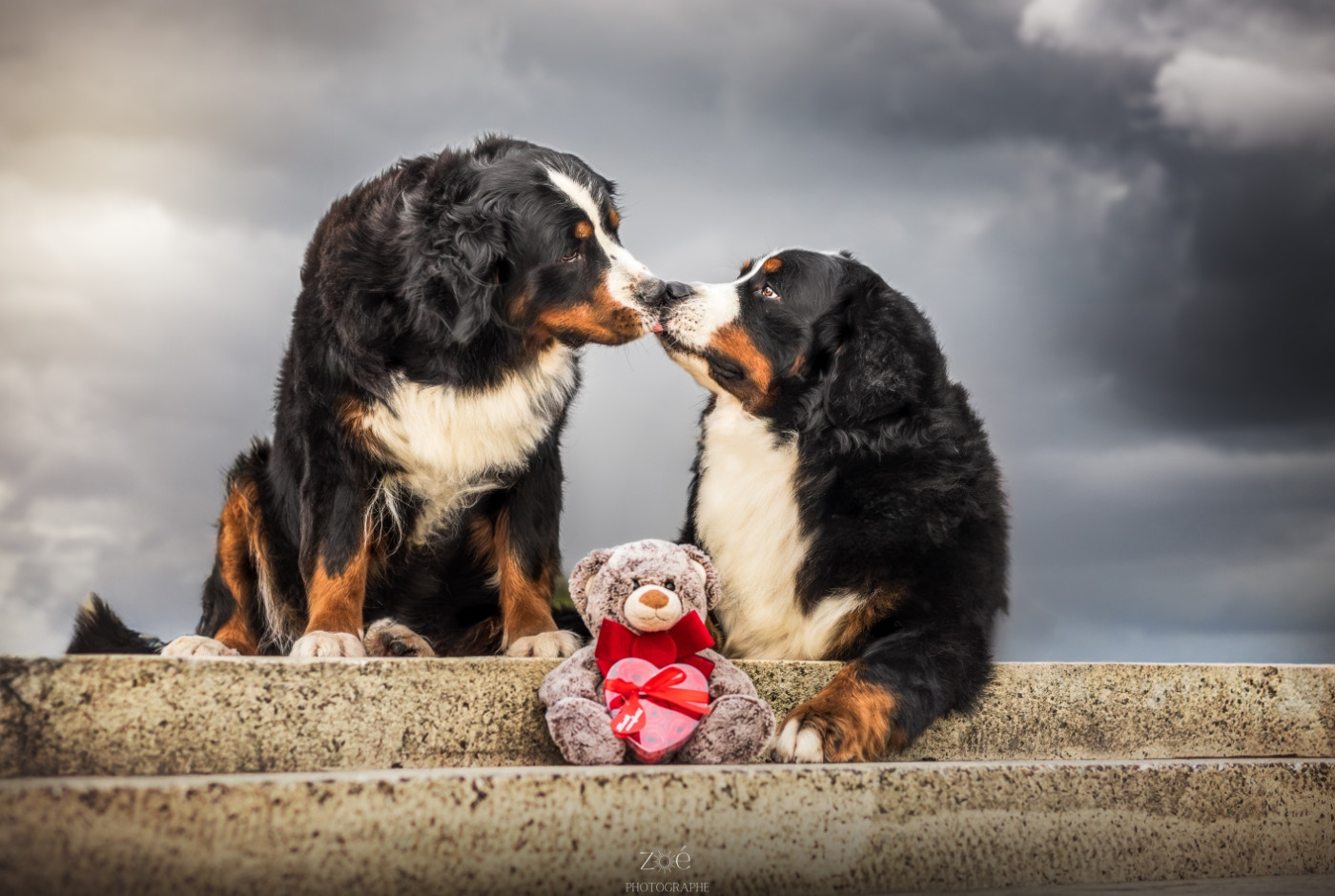 Prochaine portée, printemps 2026 !!!