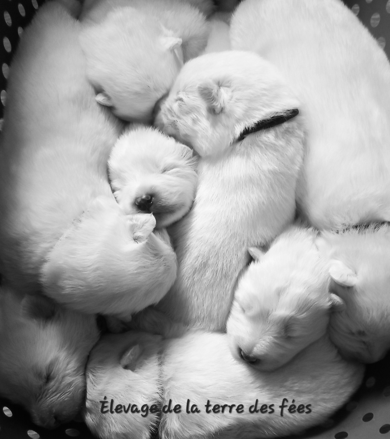 Prochaine portée printemps 2026 !!