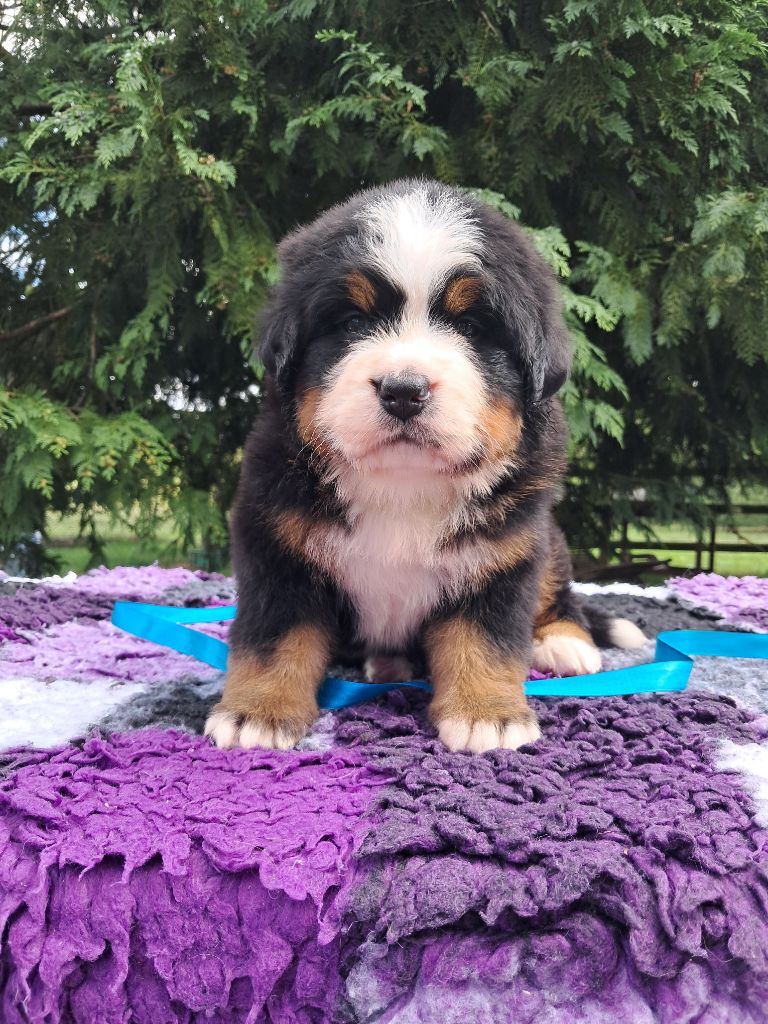 De La Terre Des Fées - Chiots disponibles - Bouvier Bernois