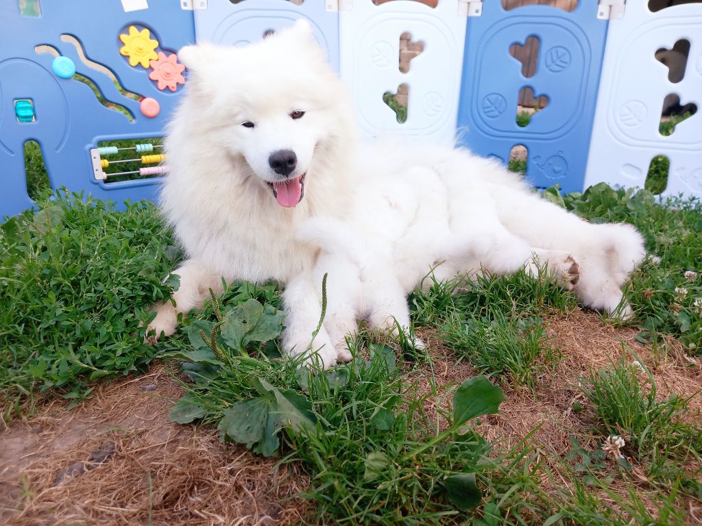 Chiot Samoyède De La Terre Des Fées