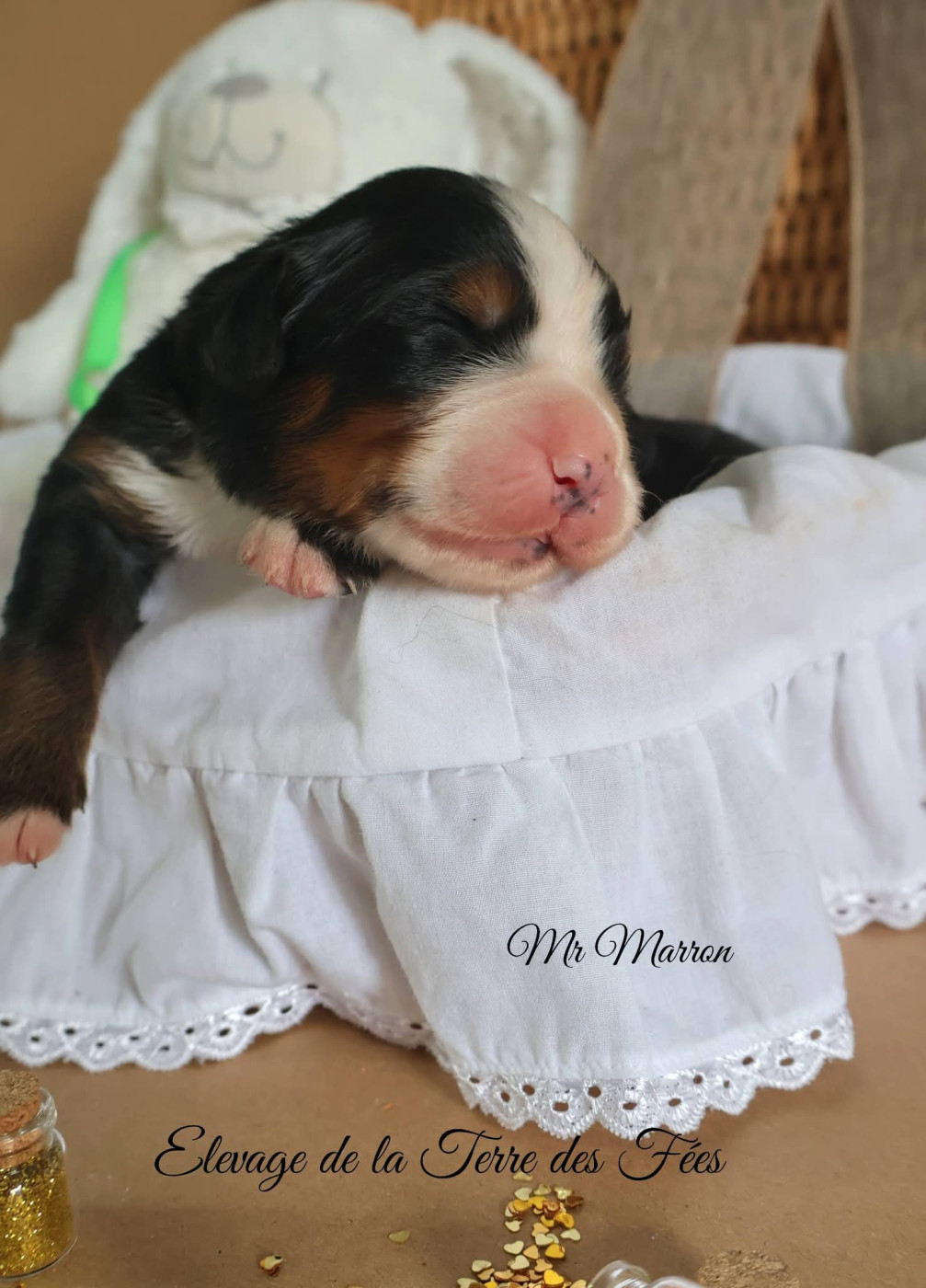 De La Terre Des Fées - Chiots disponibles - Bouvier Bernois