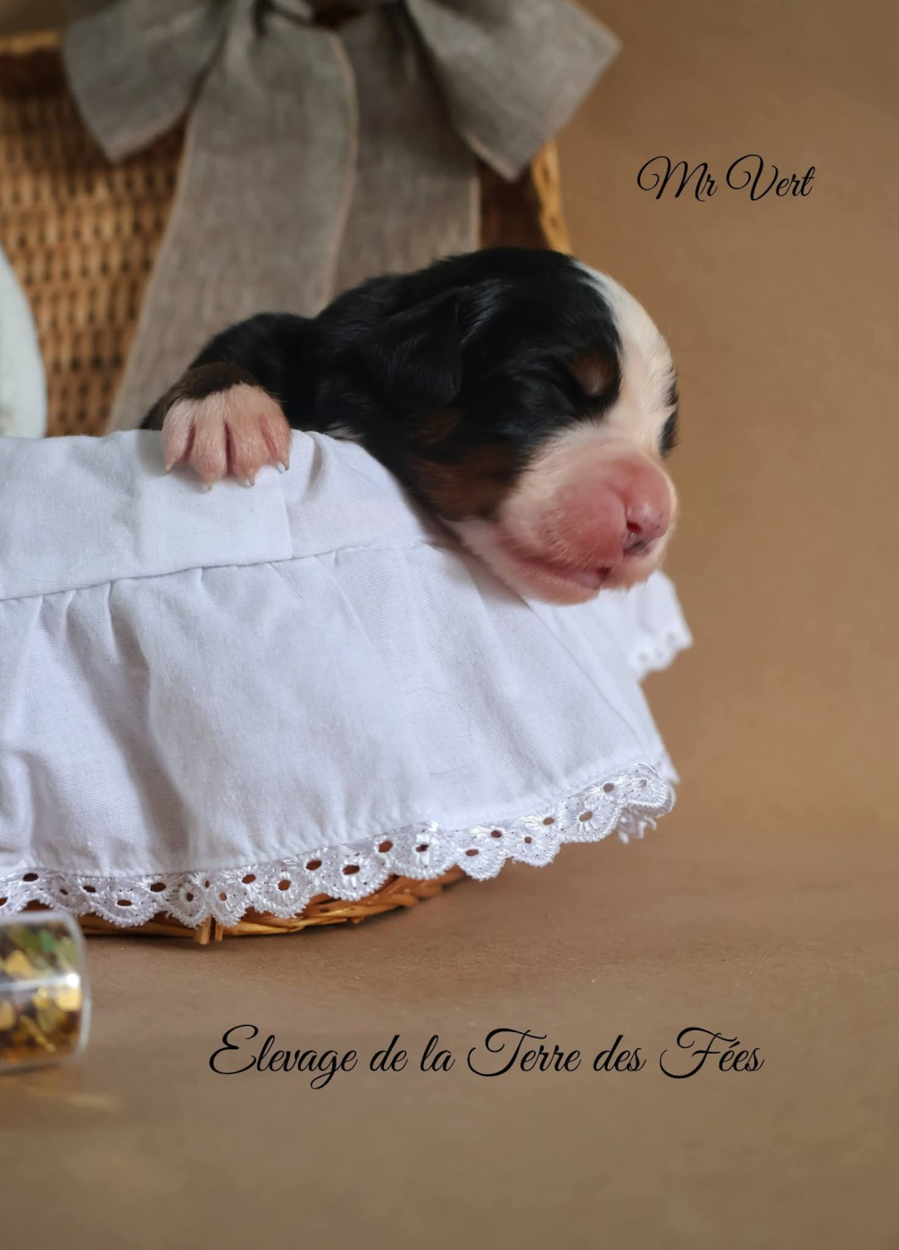 De La Terre Des Fées - Chiots disponibles - Bouvier Bernois