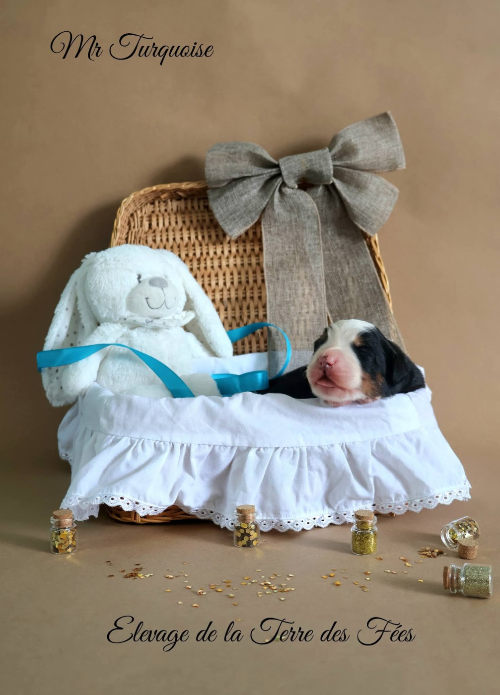 De La Terre Des Fées - Chiots disponibles - Bouvier Bernois