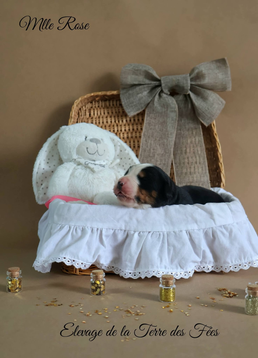 De La Terre Des Fées - Chiots disponibles - Bouvier Bernois