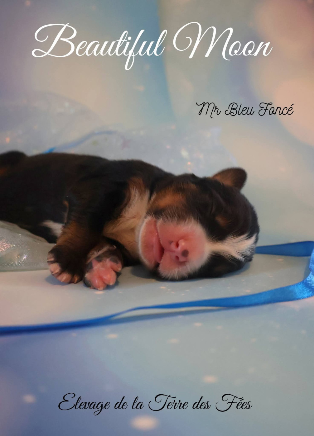 De La Terre Des Fées - Chiots disponibles - Bouvier Bernois