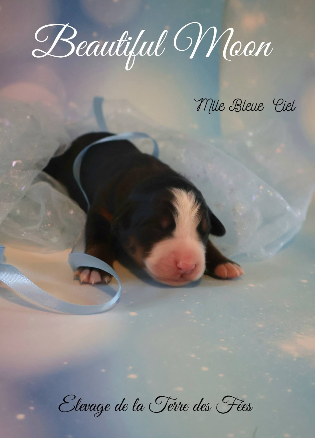 De La Terre Des Fées - Chiots disponibles - Bouvier Bernois