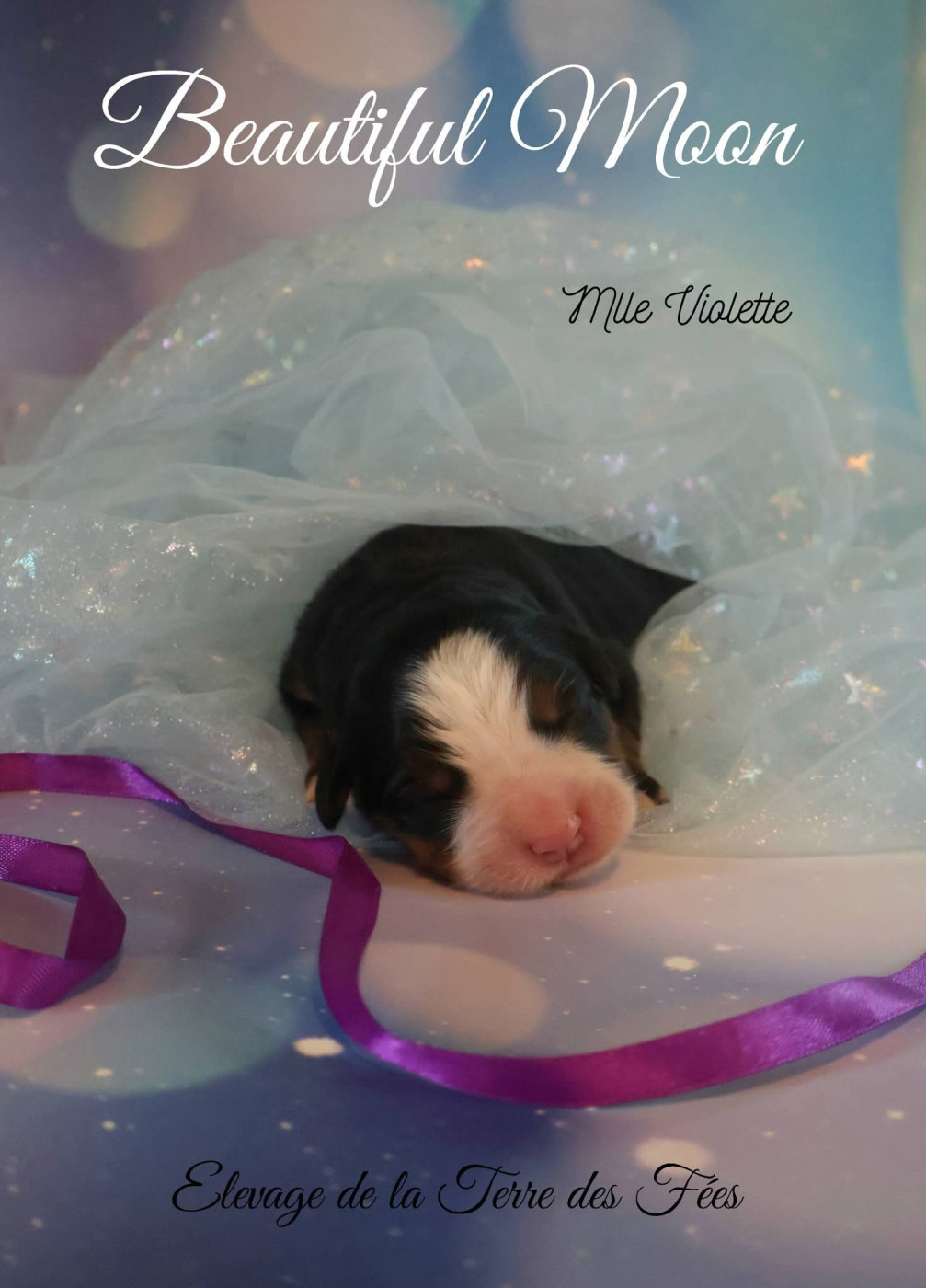 De La Terre Des Fées - Chiots disponibles - Bouvier Bernois