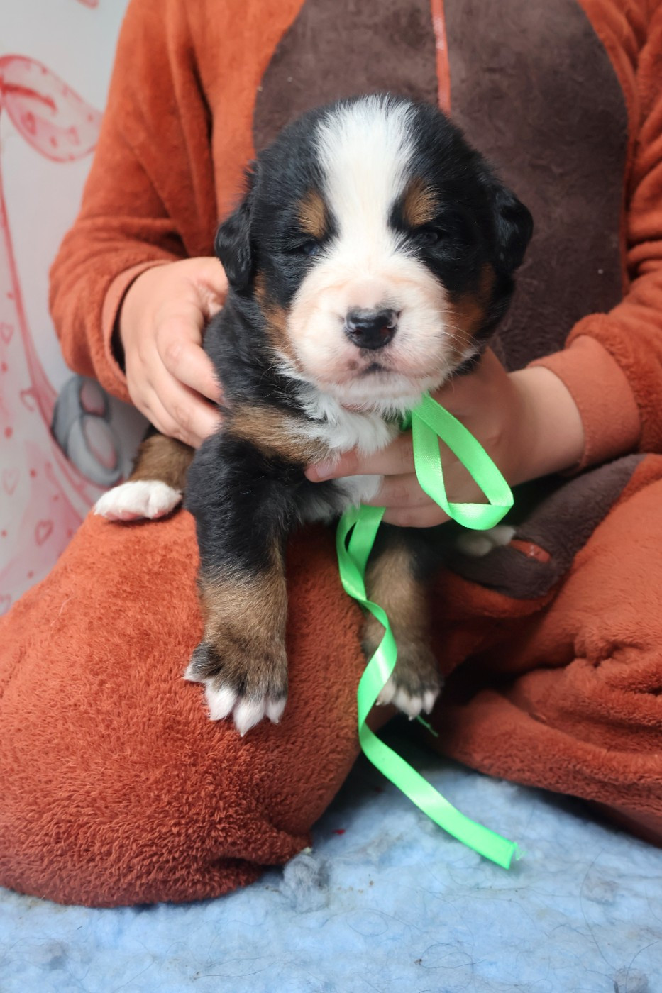 De La Terre Des Fées - Chiots disponibles - Bouvier Bernois