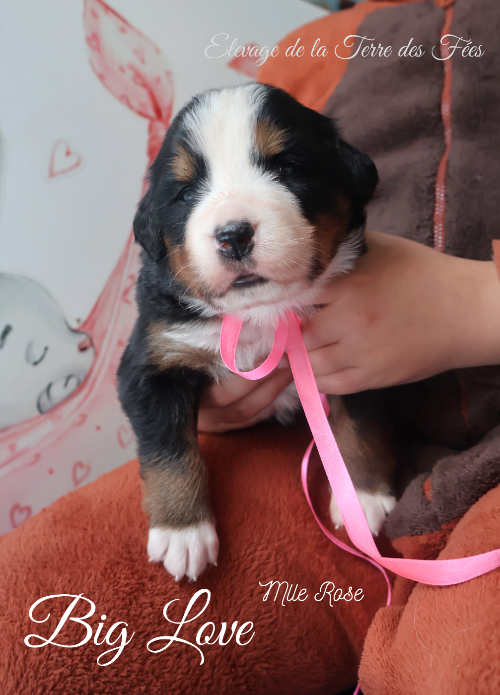 De La Terre Des Fées - Chiots disponibles - Bouvier Bernois