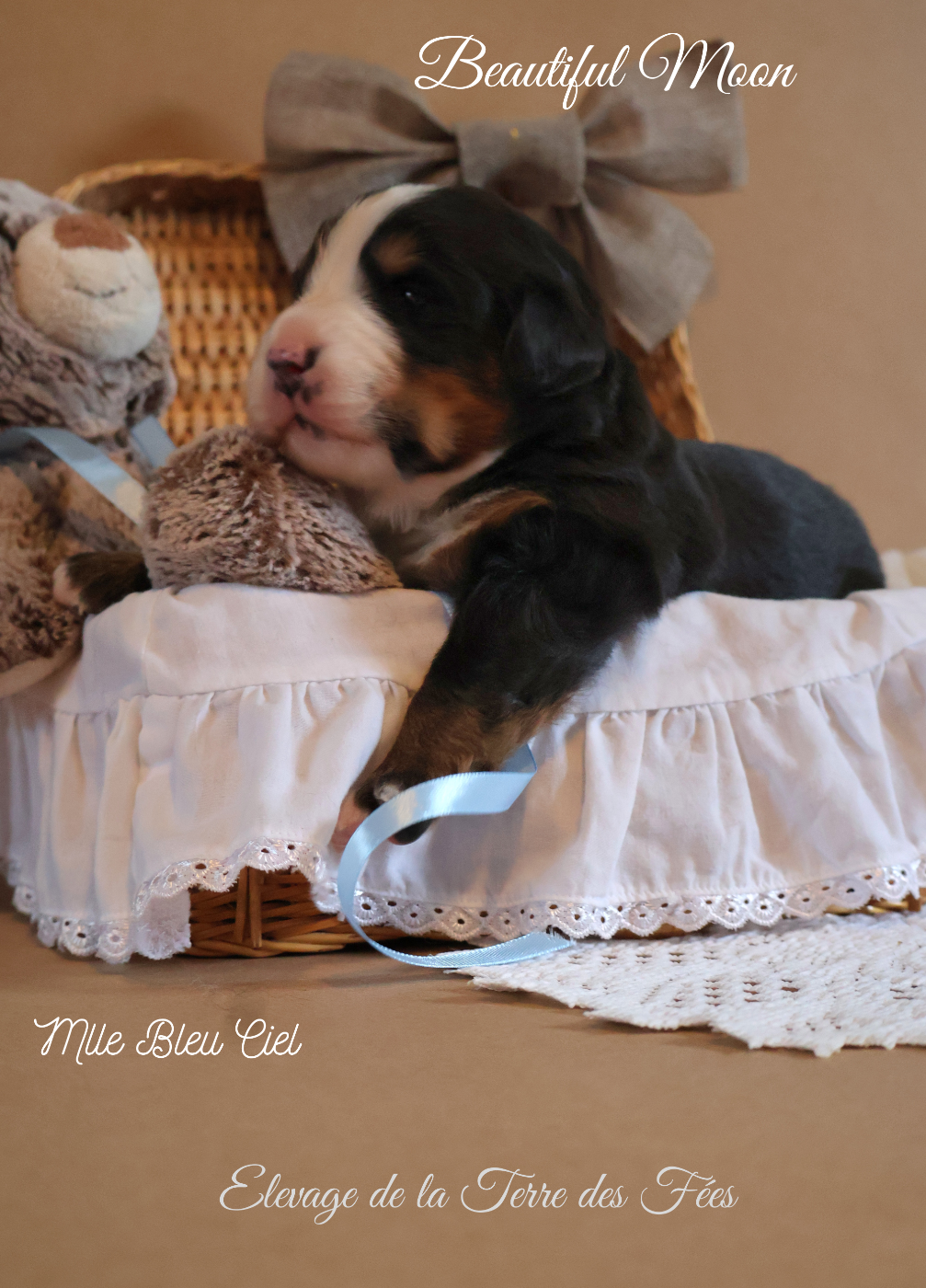 De La Terre Des Fées - Chiots disponibles - Bouvier Bernois