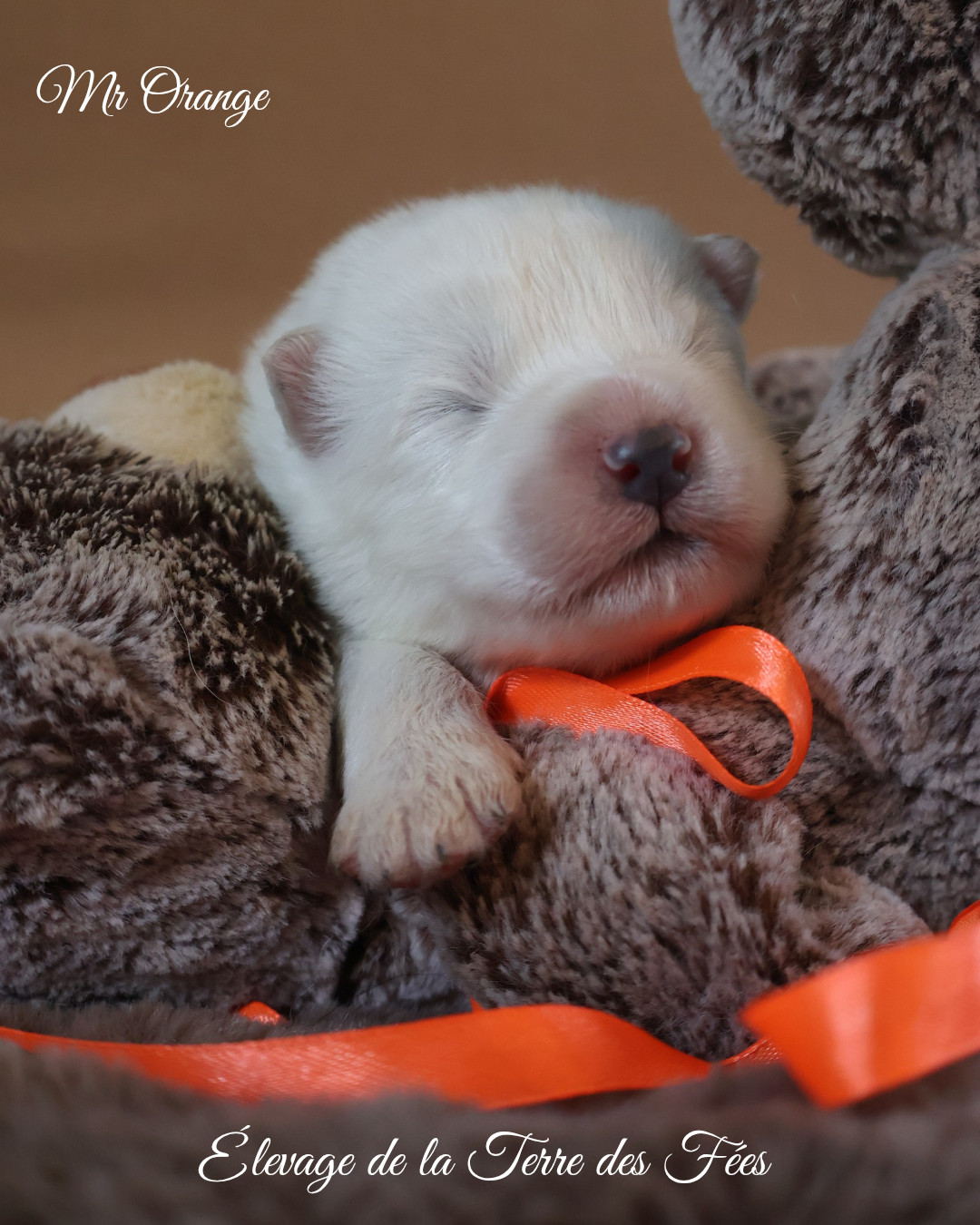 De La Terre Des Fées - Chiots disponibles - Samoyède
