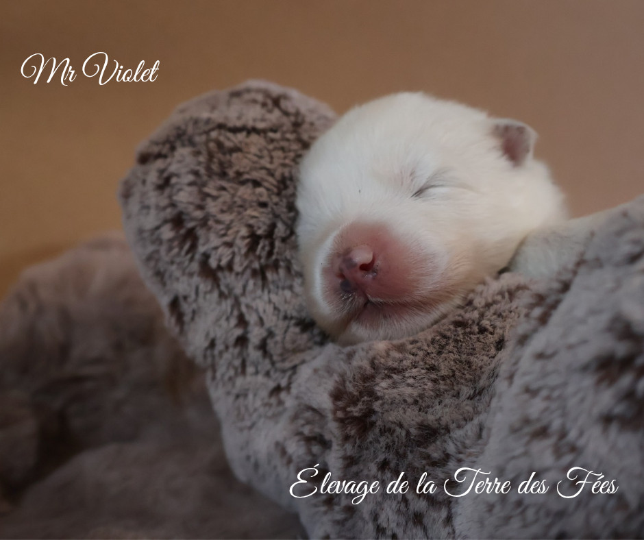 De La Terre Des Fées - Chiots disponibles - Samoyède