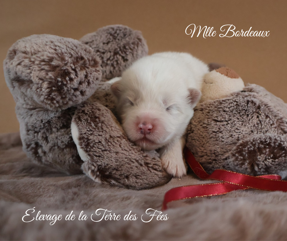 De La Terre Des Fées - Chiots disponibles - Samoyède