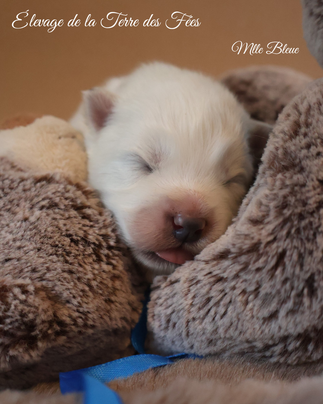 De La Terre Des Fées - Chiots disponibles - Samoyède