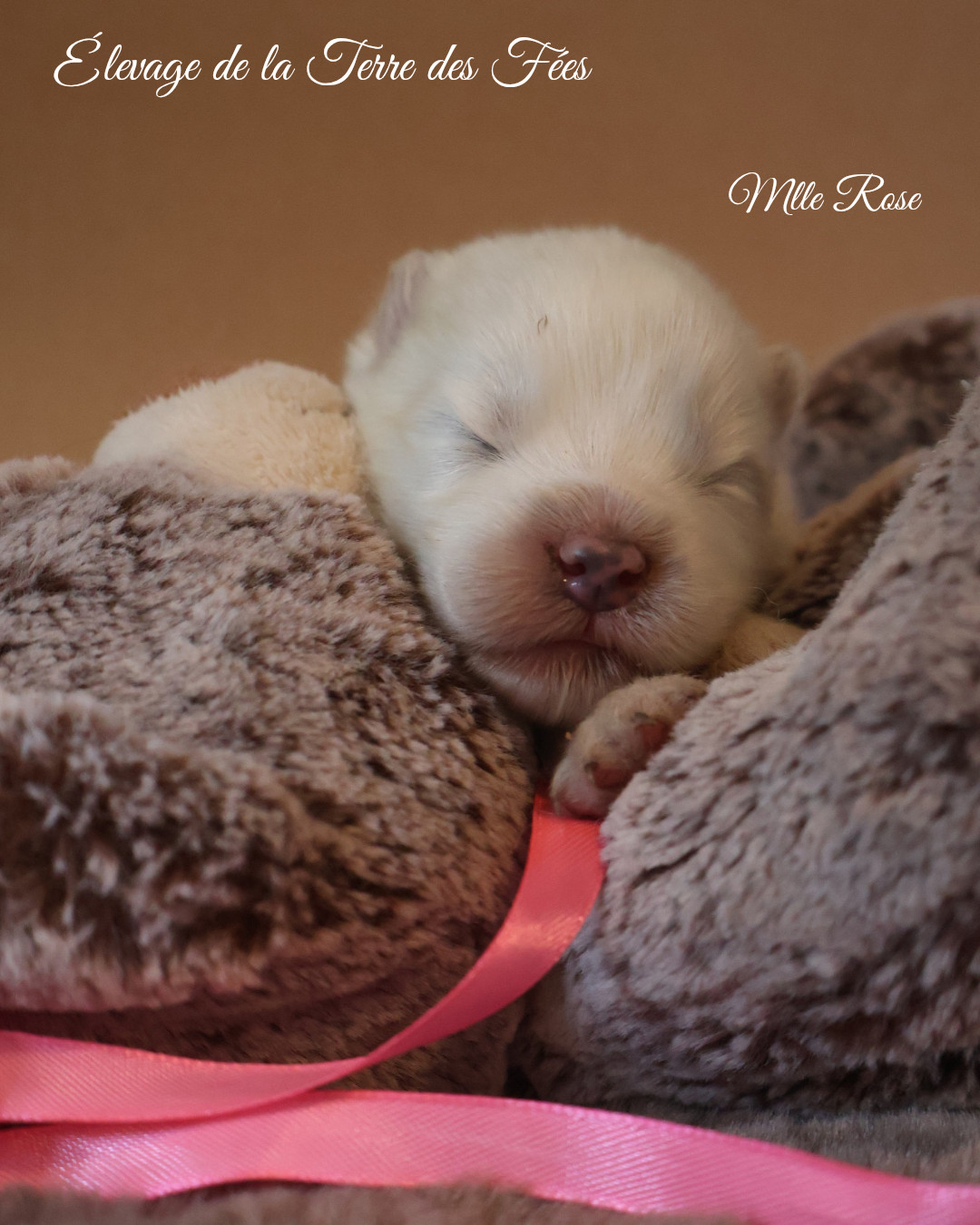 De La Terre Des Fées - Chiots disponibles - Samoyède