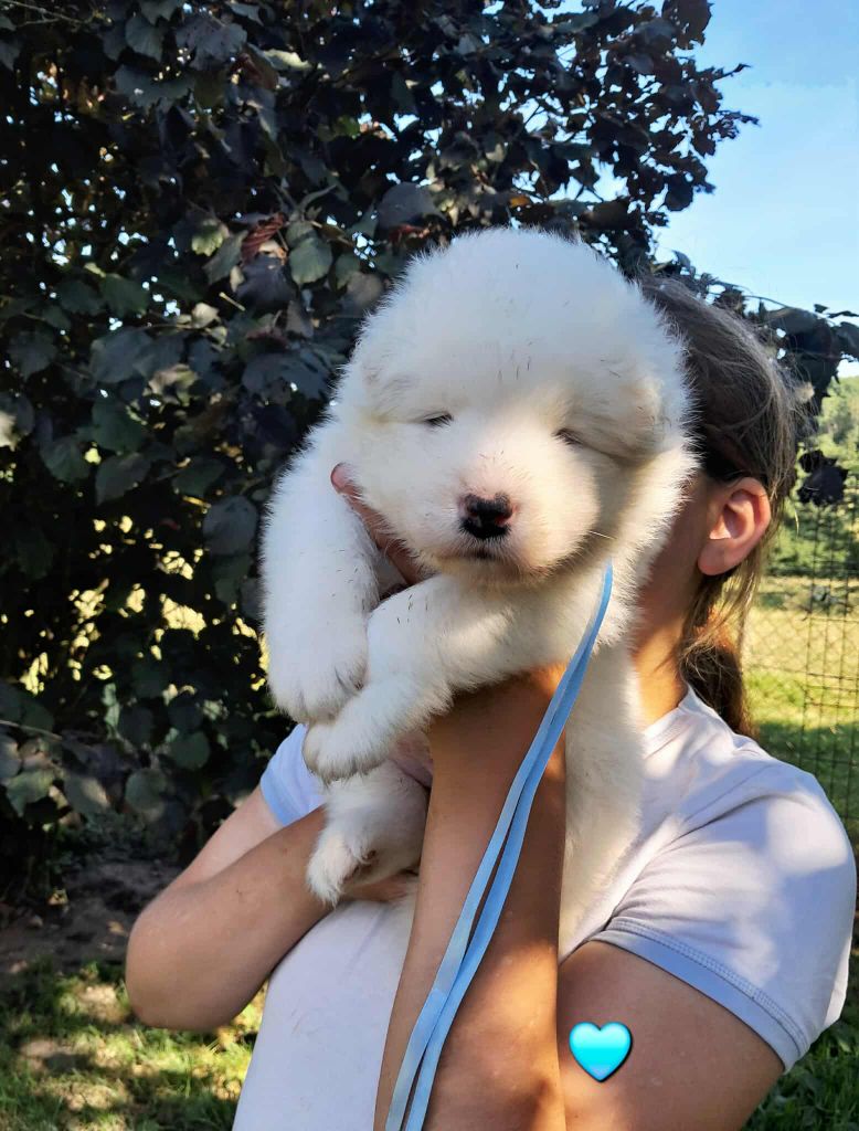 De La Terre Des Fées - Chiots disponibles - Samoyède