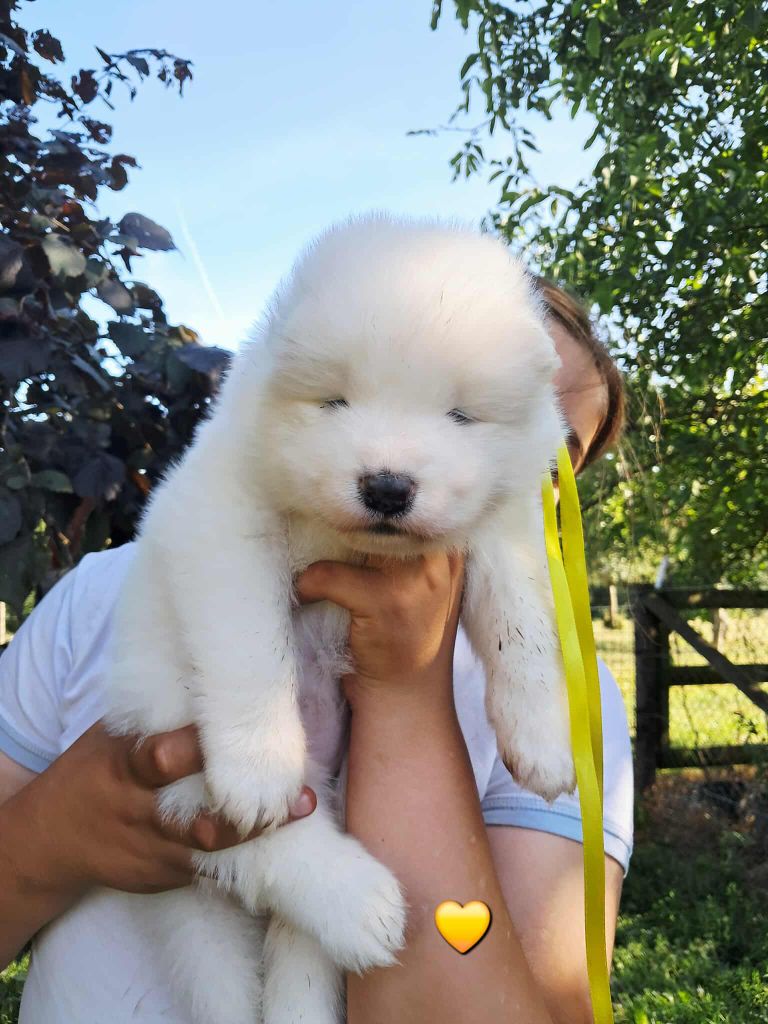 De La Terre Des Fées - Chiots disponibles - Samoyède