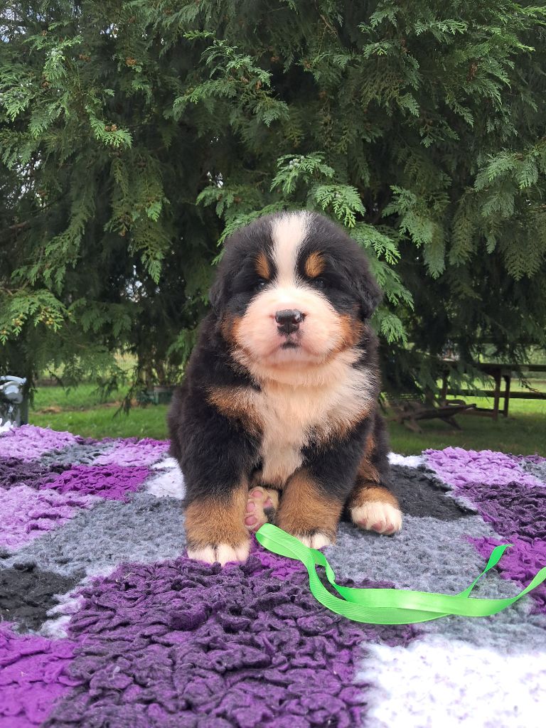 De La Terre Des Fées - Chiots disponibles - Bouvier Bernois