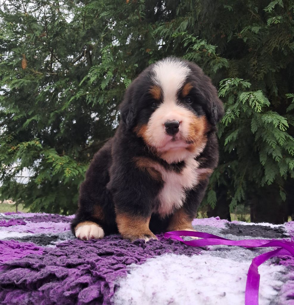 De La Terre Des Fées - Chiots disponibles - Bouvier Bernois