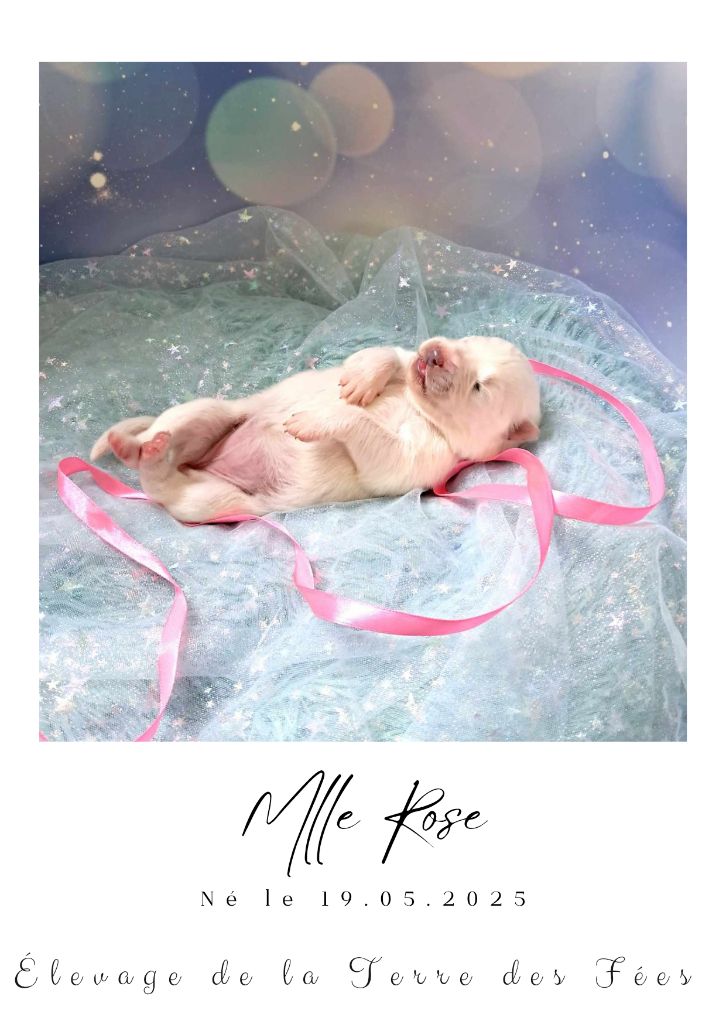 De La Terre Des Fées - Chiots disponibles - Samoyède