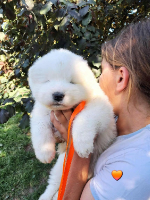 CHIOT 1