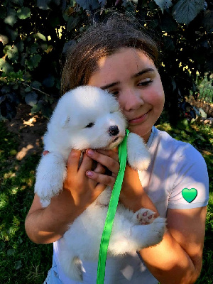 CHIOT 4