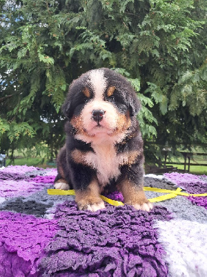 CHIOT 2