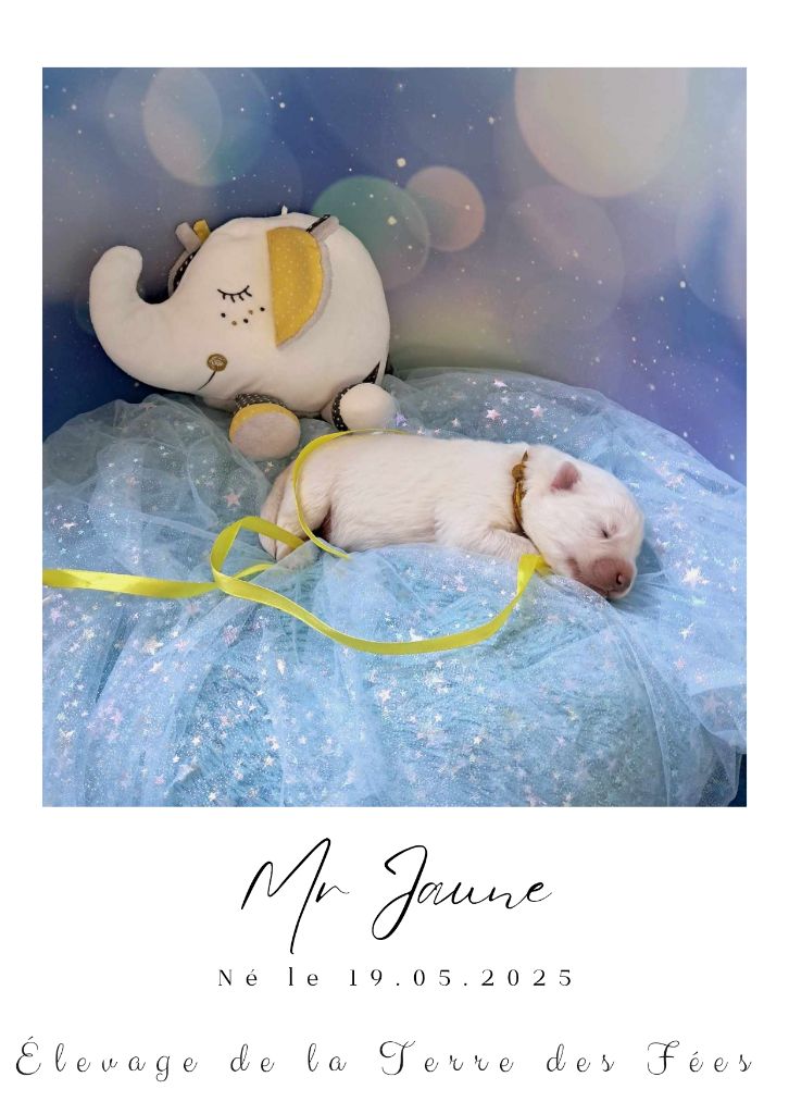 De La Terre Des Fées - Chiots disponibles - Samoyède