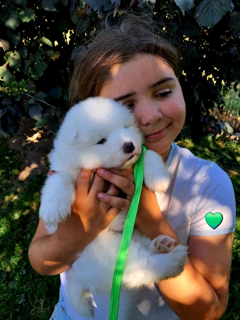 De La Terre Des Fées - Chiots disponibles - Samoyède