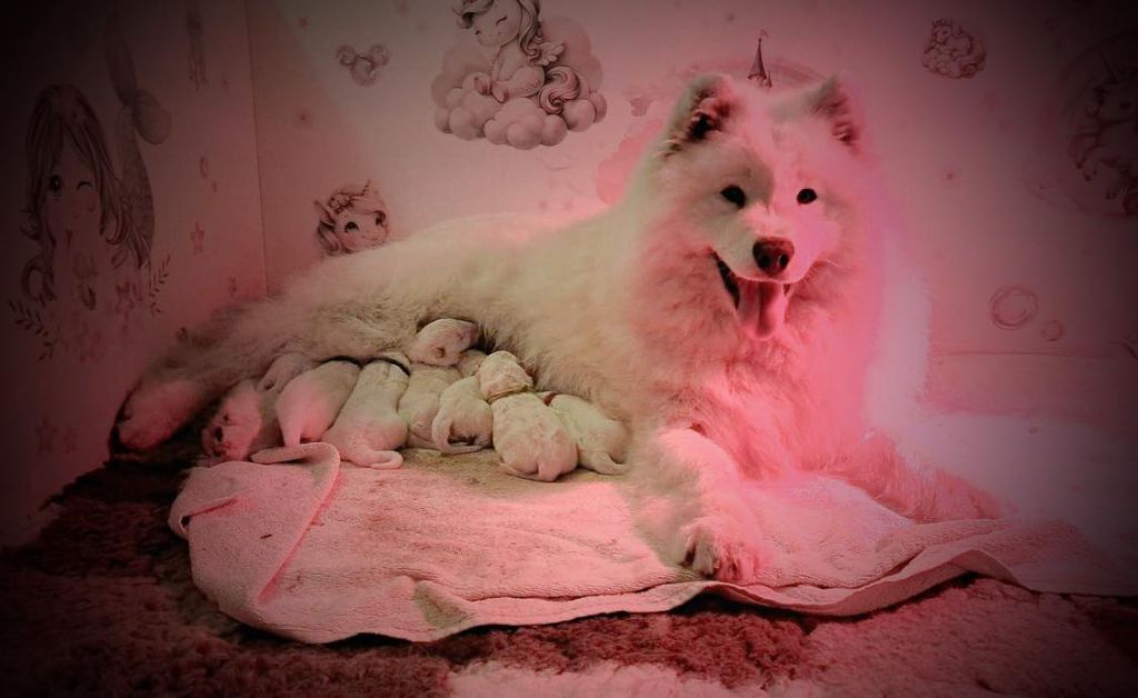 Chiot Samoyède De La Terre Des Fées